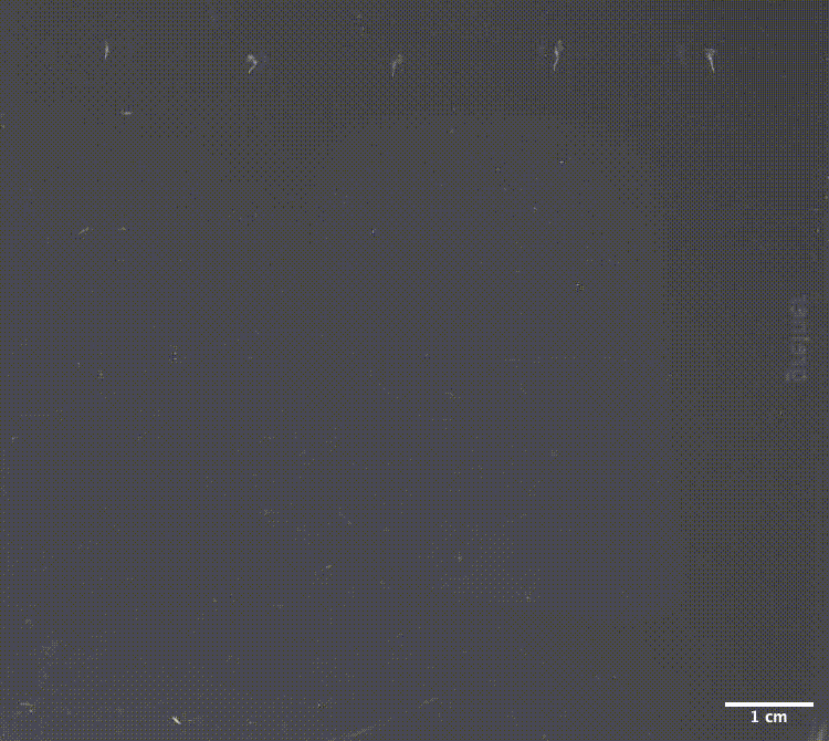 Time-lapse of Arabidopsis seedlings growing